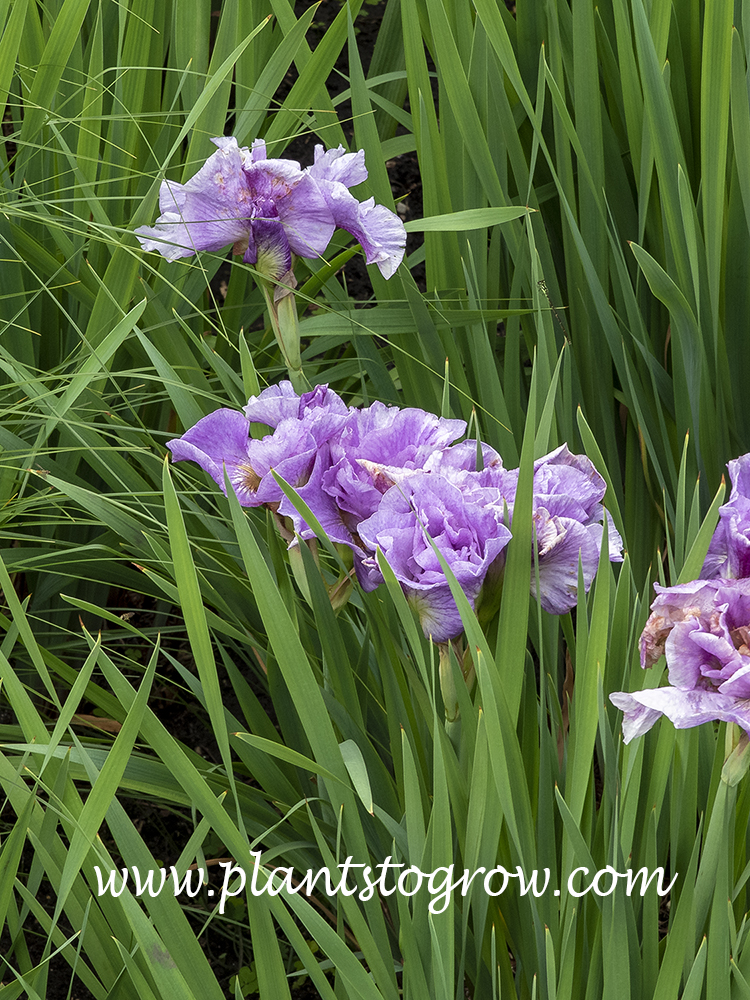 Pink Parfait Siberian Iris
(May 28)